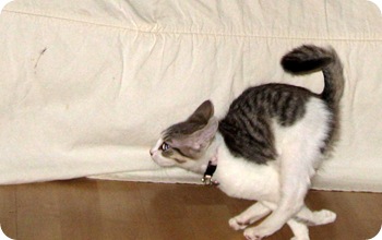 domestic cat running speed